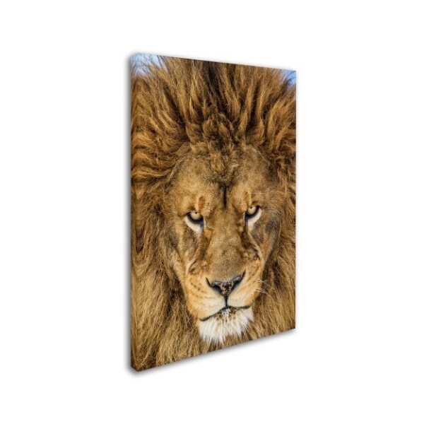 Mike Centioli 'Serious Lion' Canvas Art,16x24
